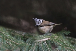 <p>SÝKORA PARUKÁŘKA - Šluknovsko - okolí Jiříkova (Lophophanes cristatus) ---- /Crested tit - Haubenmeise/</p>